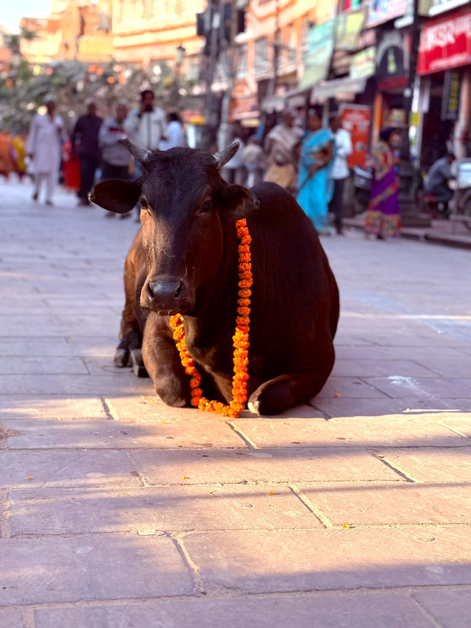 India 2026 — foto 5